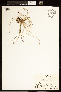 Carex bigelowii image