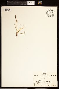 Carex bigelowii image