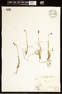 Carex bigelowii image