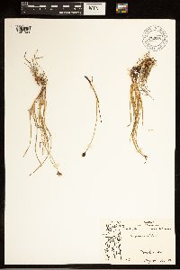 Carex bigelowii image