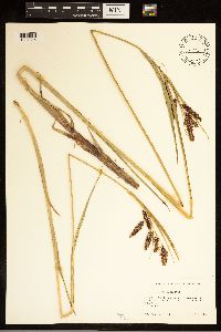 Carex bigelowii image
