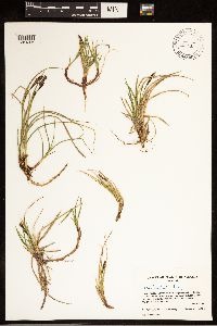 Carex bigelowii image