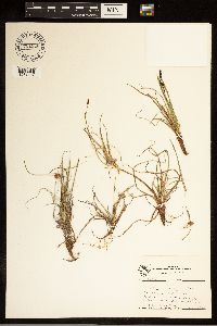 Carex bigelowii image