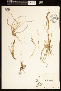 Carex bigelowii image
