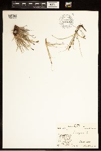 Carex bigelowii image