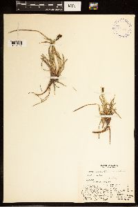 Carex bigelowii image