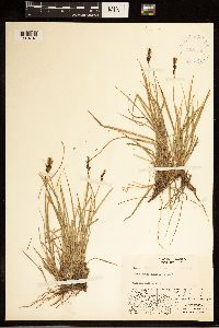 Carex bigelowii image