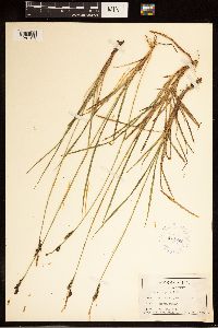 Carex bigelowii image