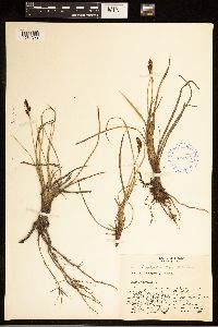 Carex bigelowii image