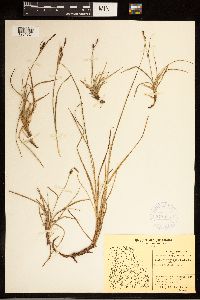 Carex bigelowii image