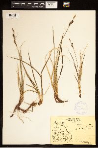 Carex bigelowii image