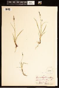 Carex bigelowii image
