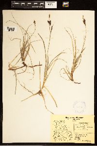 Carex bigelowii image
