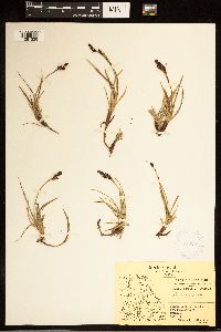 Carex bigelowii image