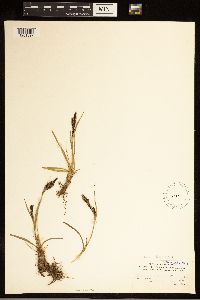 Carex bigelowii image
