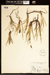 Carex bigelowii image