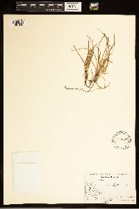 Carex bigelowii image
