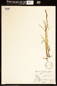 Carex bigelowii image
