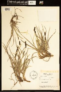 Carex bigelowii image