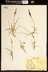 Carex bigelowii image