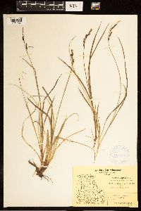 Carex bigelowii image