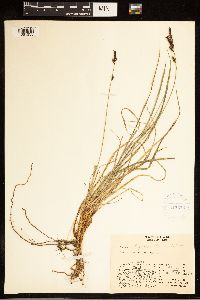 Carex bigelowii image
