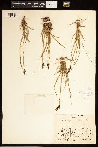 Carex bigelowii image