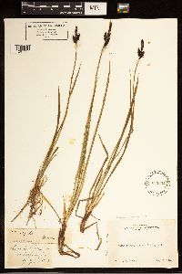 Carex bigelowii image