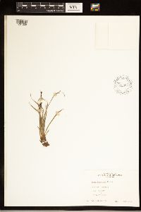 Carex bigelowii image