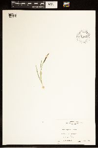 Carex bigelowii image