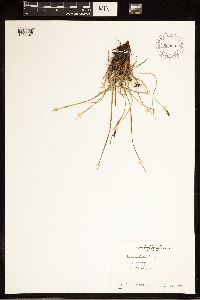 Carex bigelowii image
