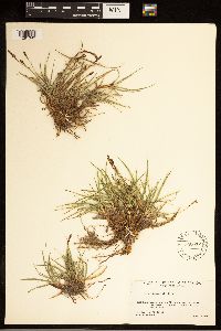 Carex bigelowii image