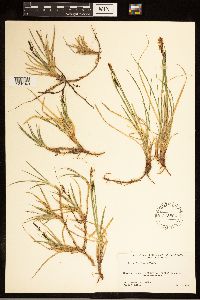 Carex bigelowii image
