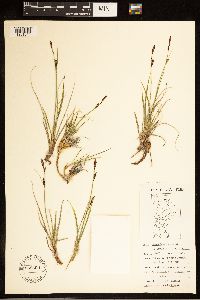 Carex bigelowii image