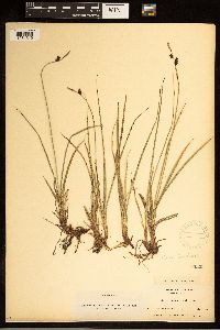 Carex bigelowii image