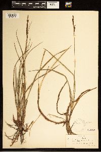 Carex bigelowii image