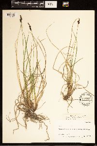Carex bigelowii image