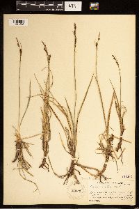Carex bigelowii image