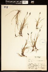 Carex bigelowii image