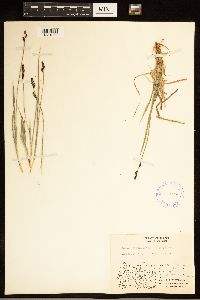 Carex bigelowii image