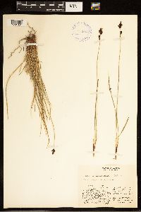 Carex bigelowii image