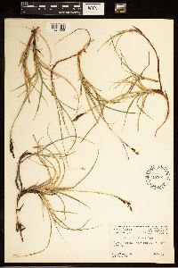 Carex bigelowii image