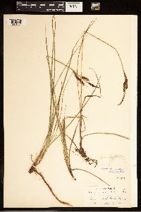 Carex bigelowii image