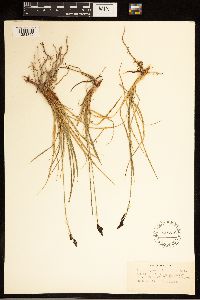 Carex bigelowii image