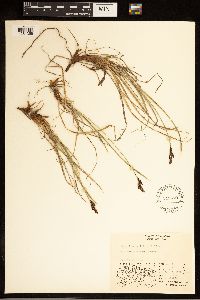 Carex bigelowii image