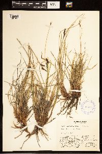Carex bigelowii image