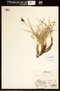 Carex bigelowii image