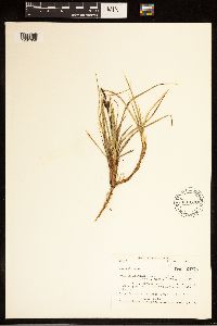 Carex bigelowii image