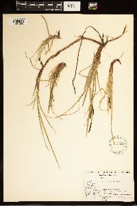 Carex bigelowii image