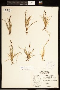Carex bigelowii image